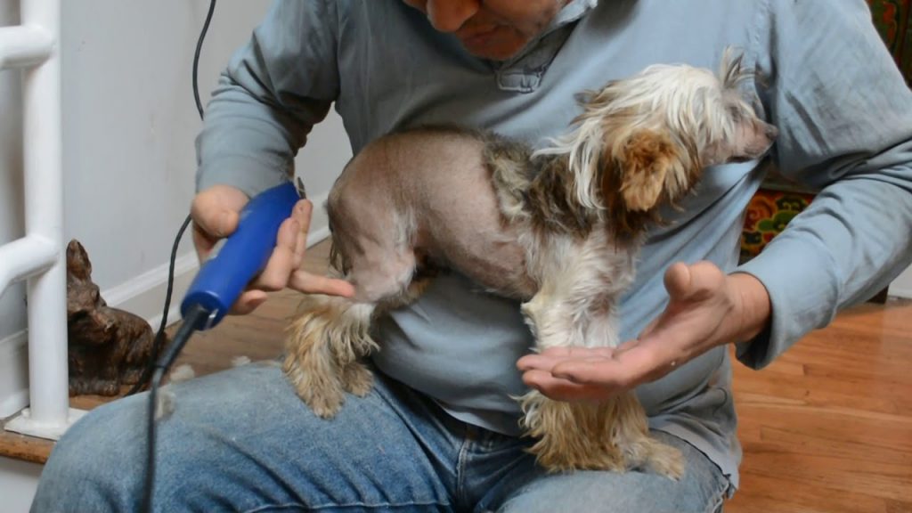 Chinese Crested Grooming