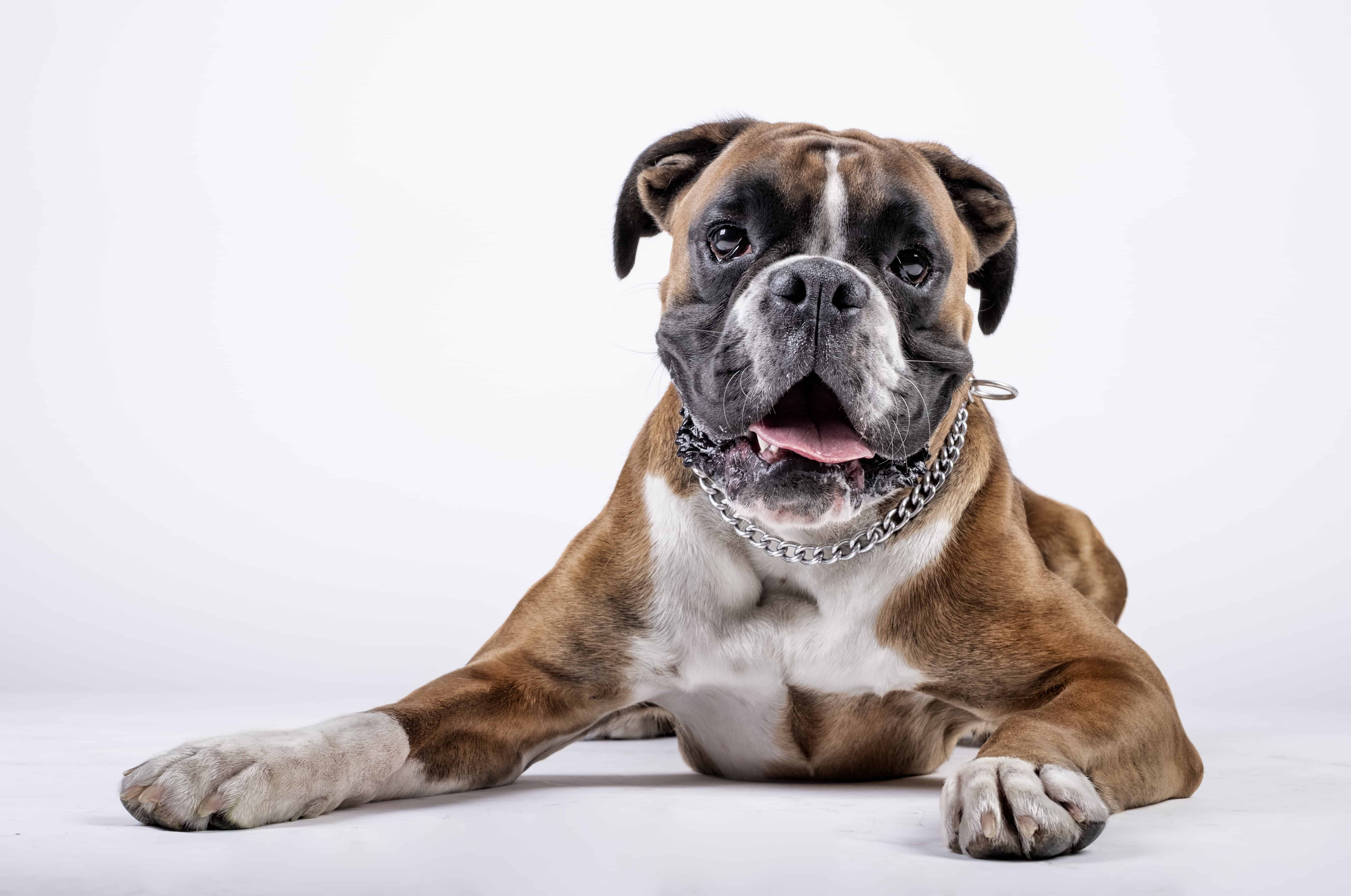 boxer dog breed facts