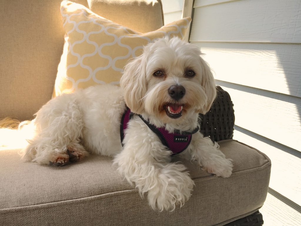 pillow talk havanese