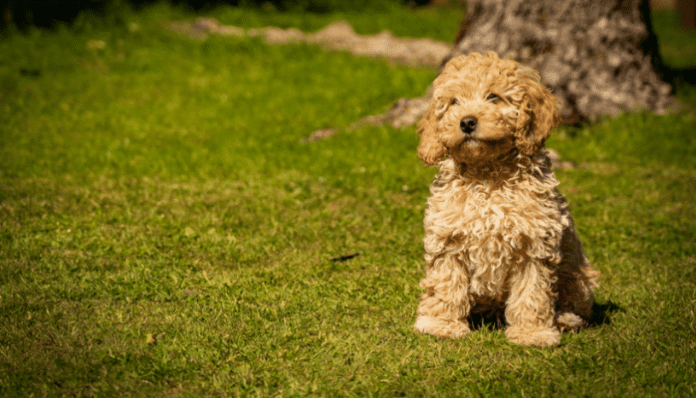 A cockapoo sitting on the grass.