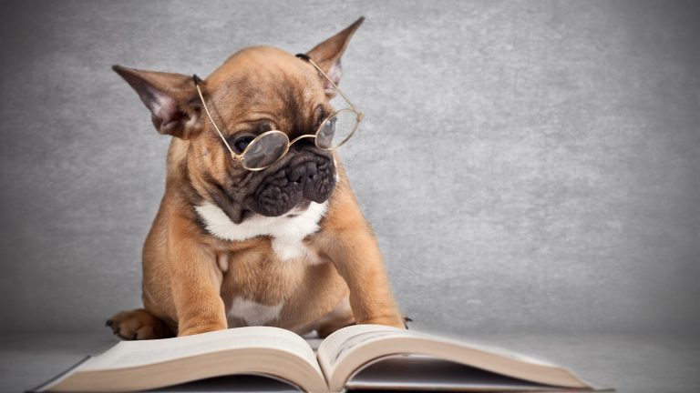 Smartest Dog Breeds – List and Qualities