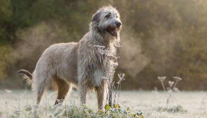 Irish Wolfhound standing in a field