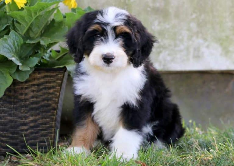 Bernedoodle