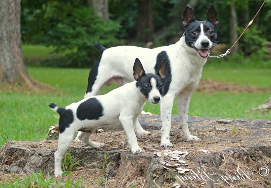 black and white rat terrier stuffed animal