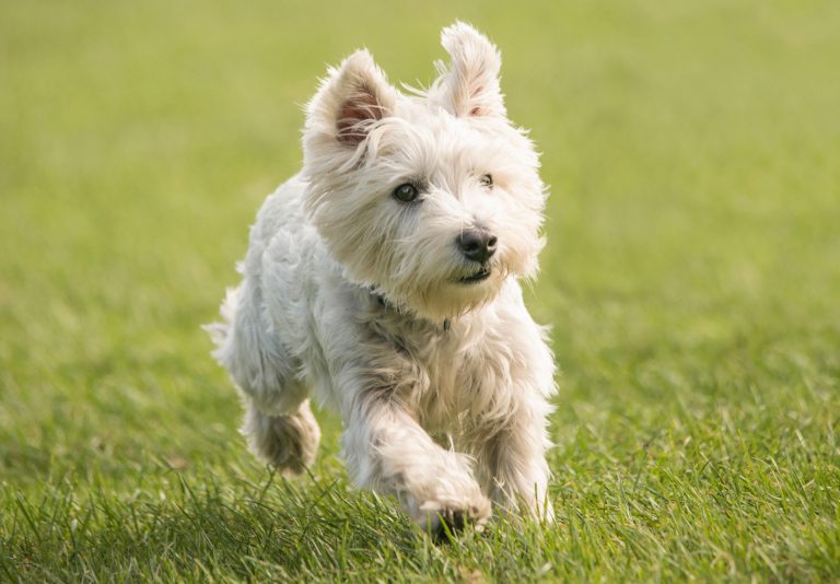 West Highland White Terrier