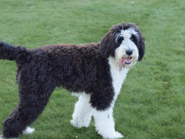 black and white bernedoodle stuffed animal