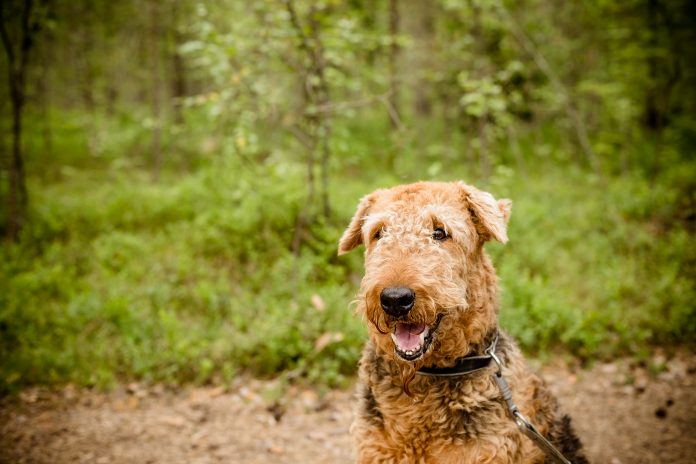 Airedale Terrier