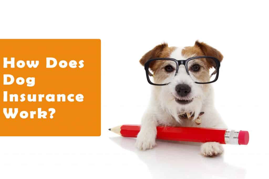 The Ultimate Guide to Dog Insurance With Top 20 Companies