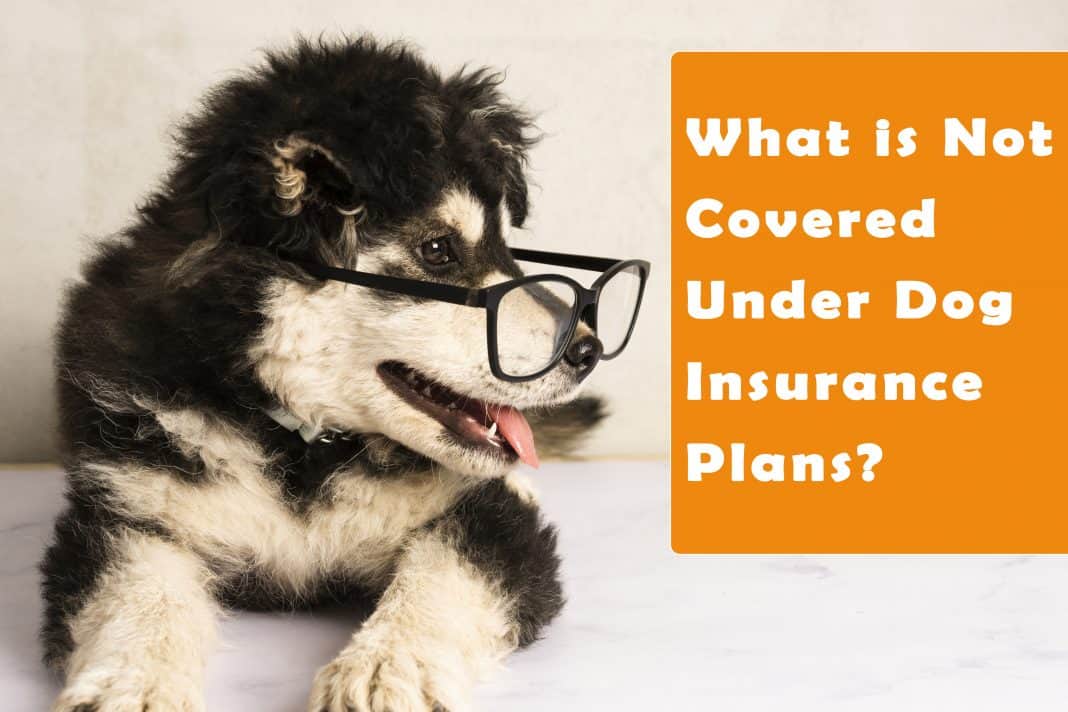 The Ultimate Guide to Dog Insurance With Top 20 Companies, Ranked!