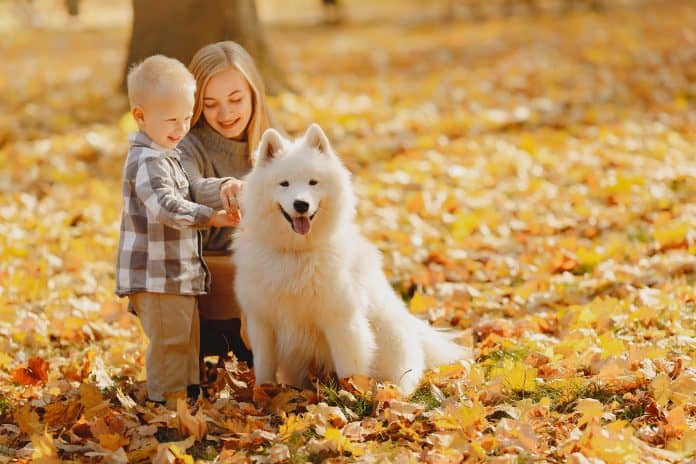 Best Dogs for Kids