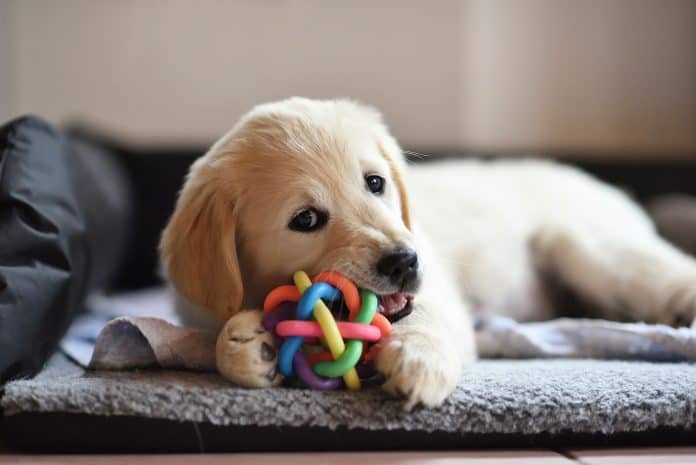 chew toys for dogs