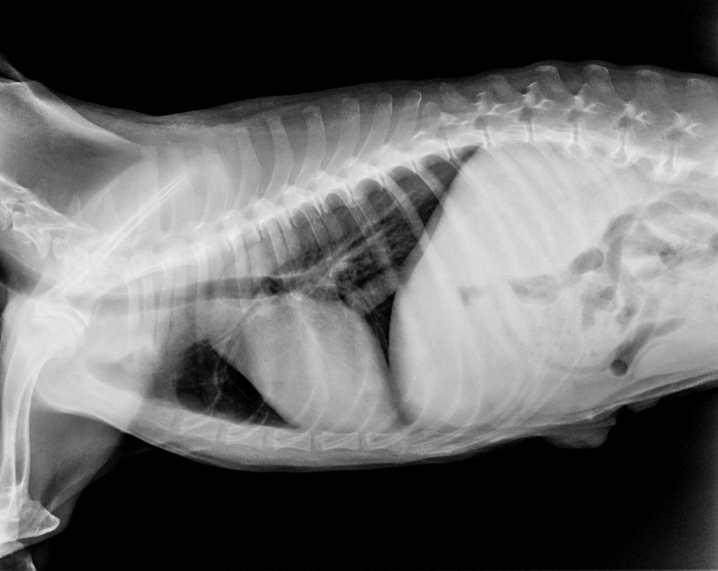 WHAT CAUSES KIDNEY STONES IN DOGS?