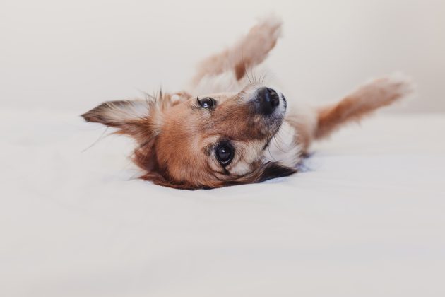 Benadryl For Dogs - Uses, Tips & Side Effects