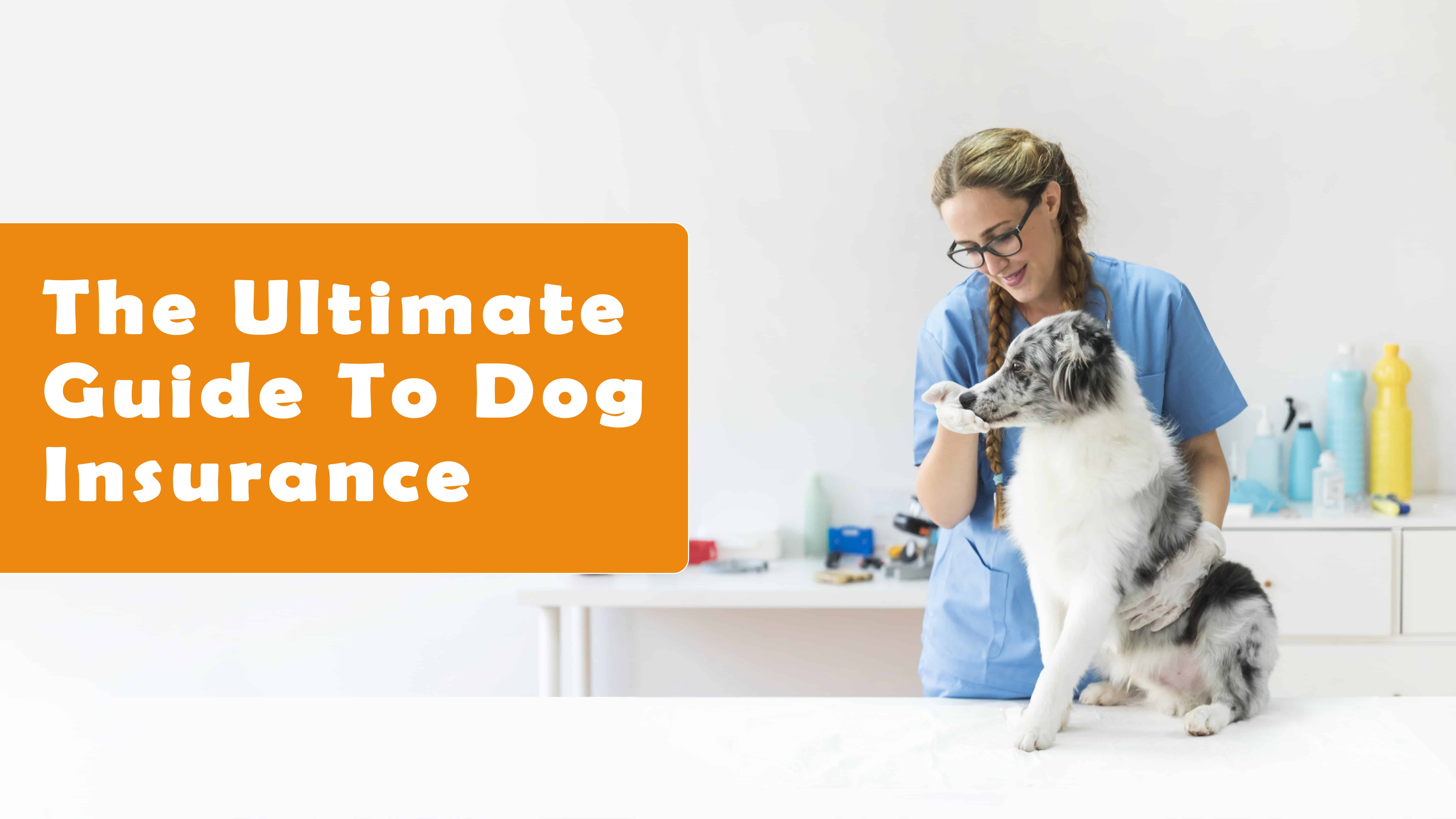 The Ultimate Guide to Dog Insurance With Top 20 Companies Ranked 
