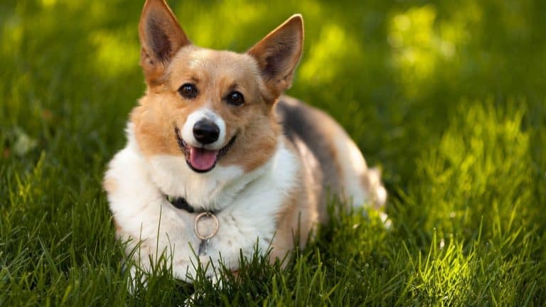 cardigan welsh corgi