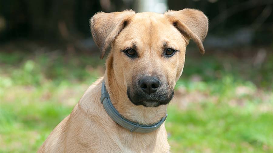 is dry food harmful to a mountain cur puppy