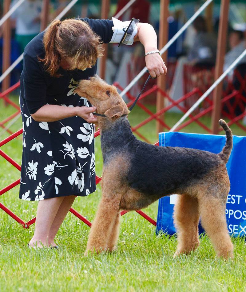 at what age is a airedale terrier full grown