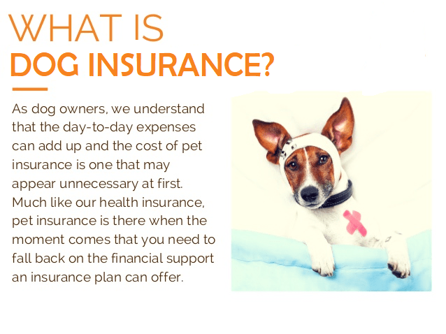 The Ultimate Guide to Dog Insurance With Top 20 Companies