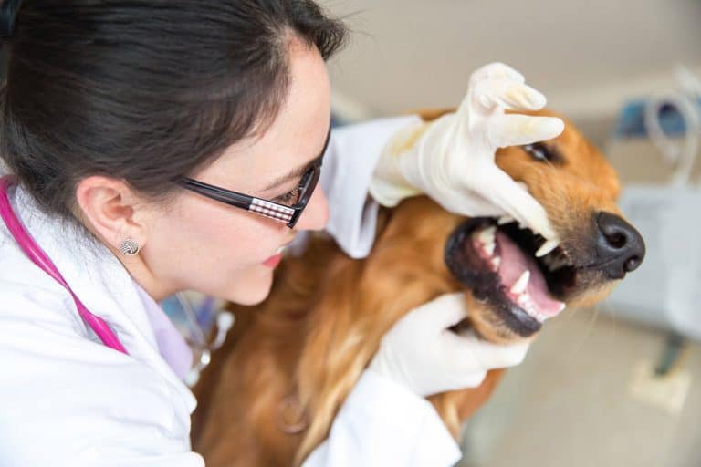 gingivitis in dogs