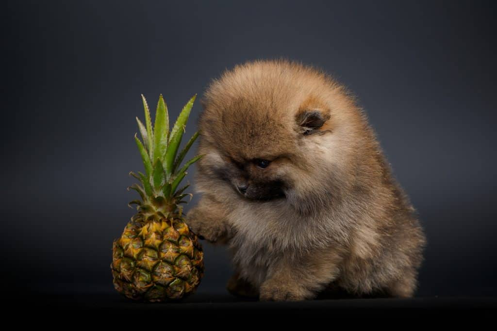 can dogs eat pineapple