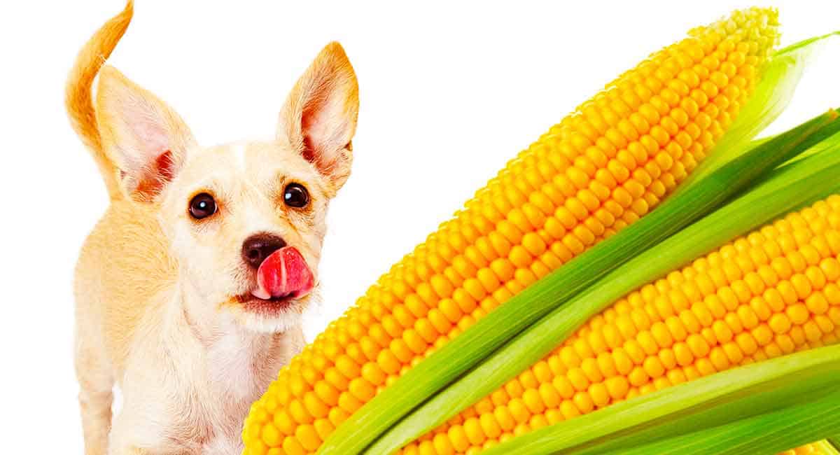 Можно котам кукурузу. Кукурузная собака. Собака с кукурузой. Corn собака. Собака ест кукурузу.