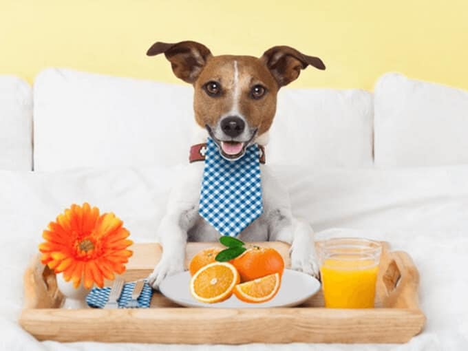 are orange seeds bad for dogs