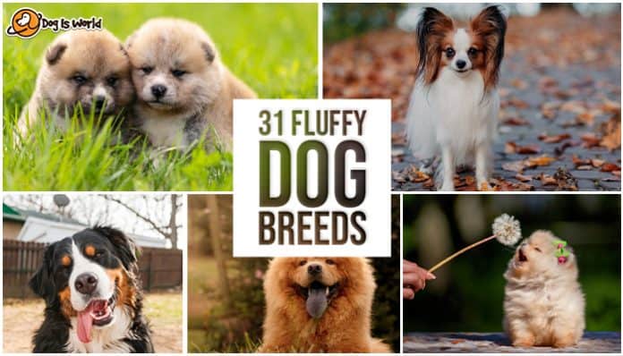 The compilation of all the fluffy dog breeds with the text reading 31 fluffy dog breeds.