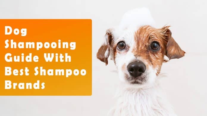 Best Dog Shampoo