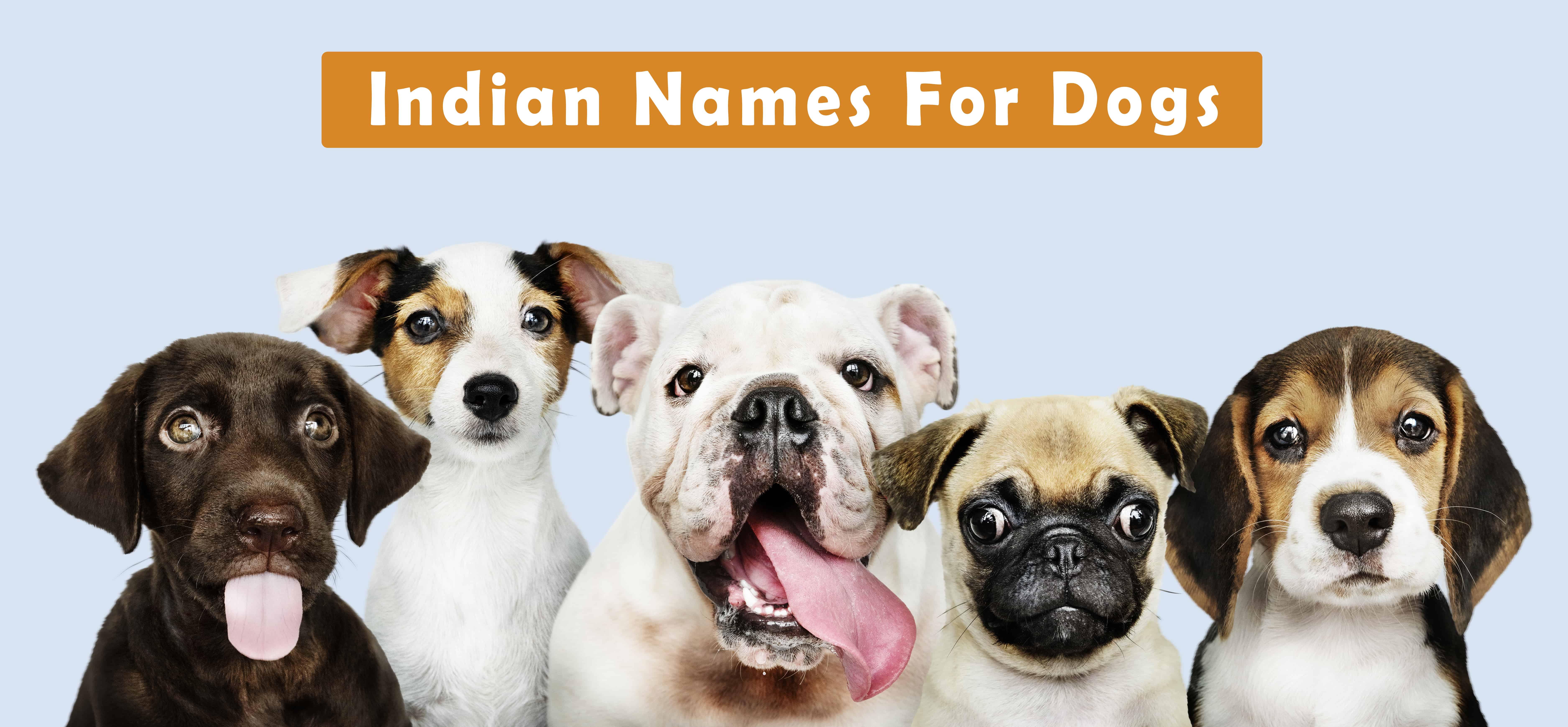 Indian Dog Names