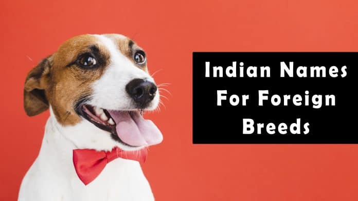 Indian Names For Dogs - Funny, Cute, Hindi, Tamil, Telugu, Marathi