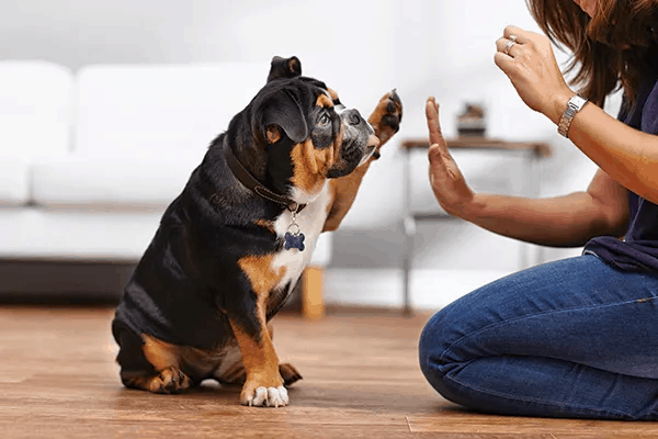 Dog Therapy Training