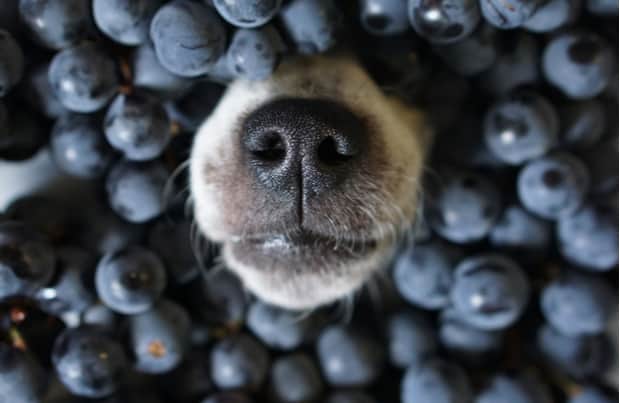 can dogs eat berries