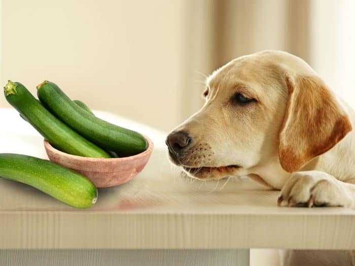 can dogs eat zucchini