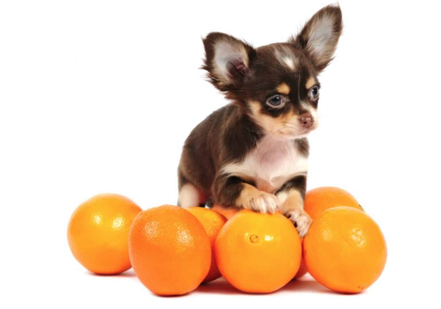 Можно ли собаку чихуахуа. Собака с апельсином. Собака в мандарине. Щенок и апельсин. Чихуахуа.