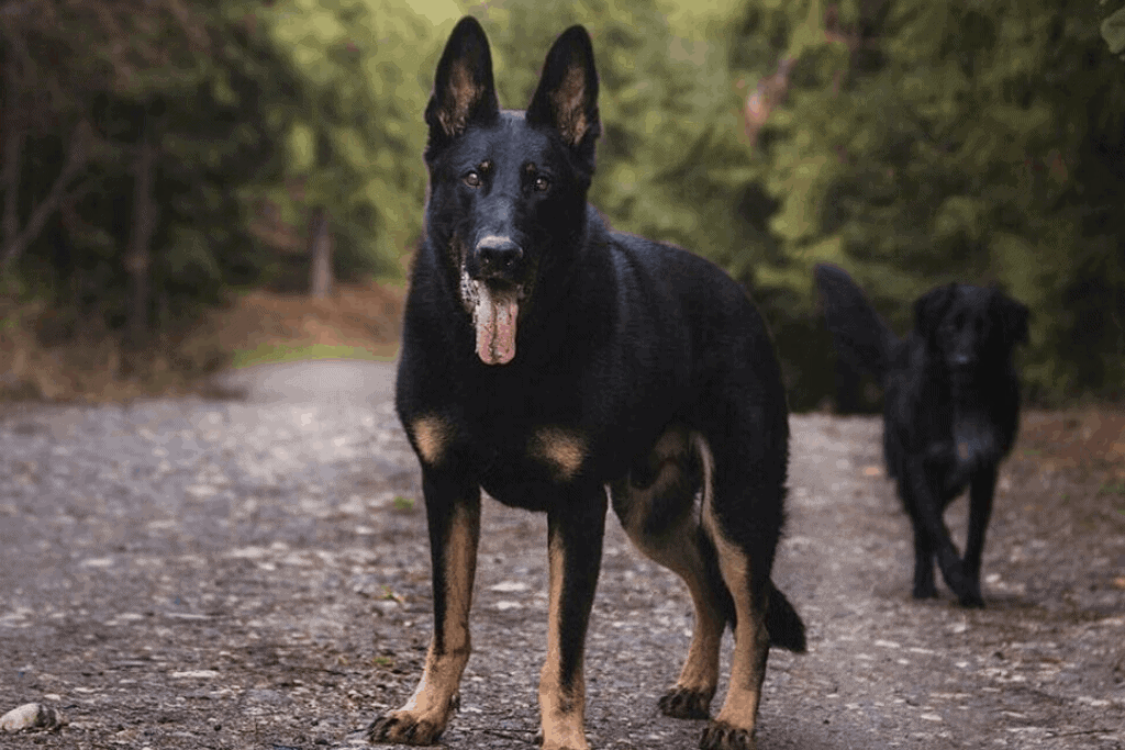 bi color german shepherd dog