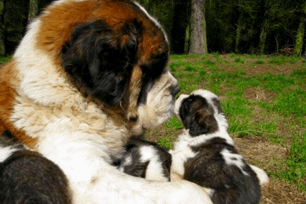 saint bernard dog with puppy