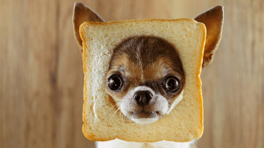 dog with face in bread