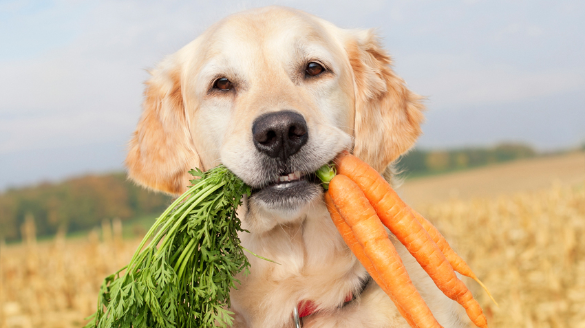 Home Remedies and Diet Tips to Reverse Diabetes in Dogs