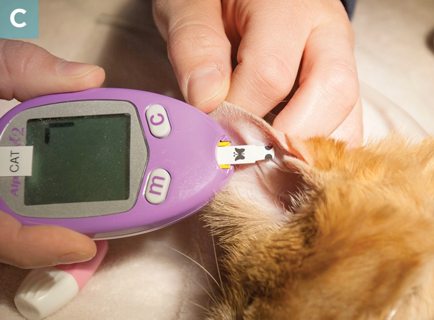 Diagnosis and Treatment for Diabetes in Dogs