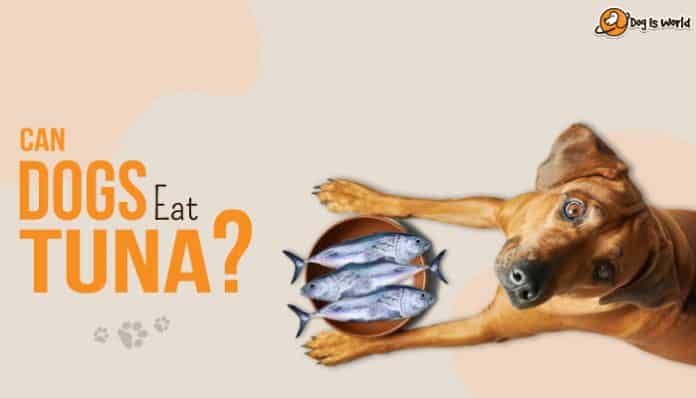 Dog looking at the camera with a bowl of tuna below him