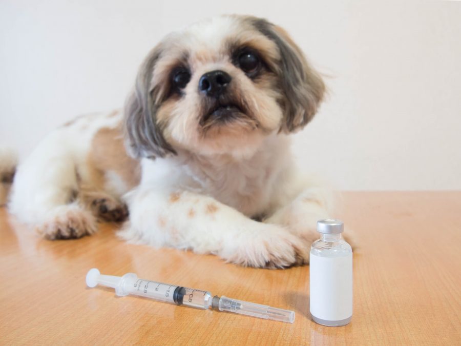 Treatment of diabetes in dogs
