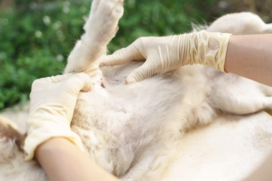 The Skin Infections in Dogs