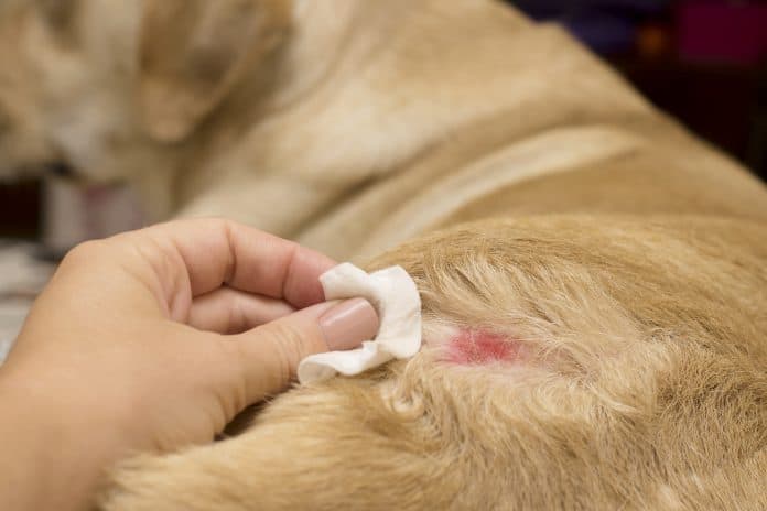 Skin Diseases in Dogs