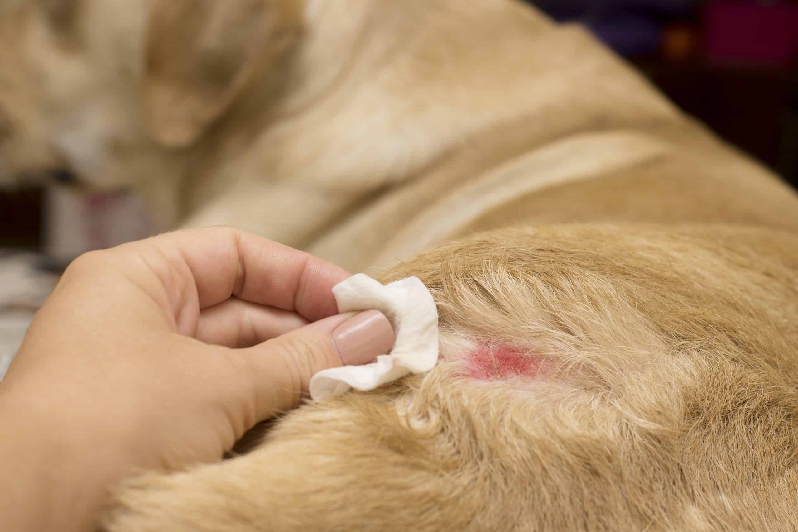 Fungal Infection On Dogs Skin