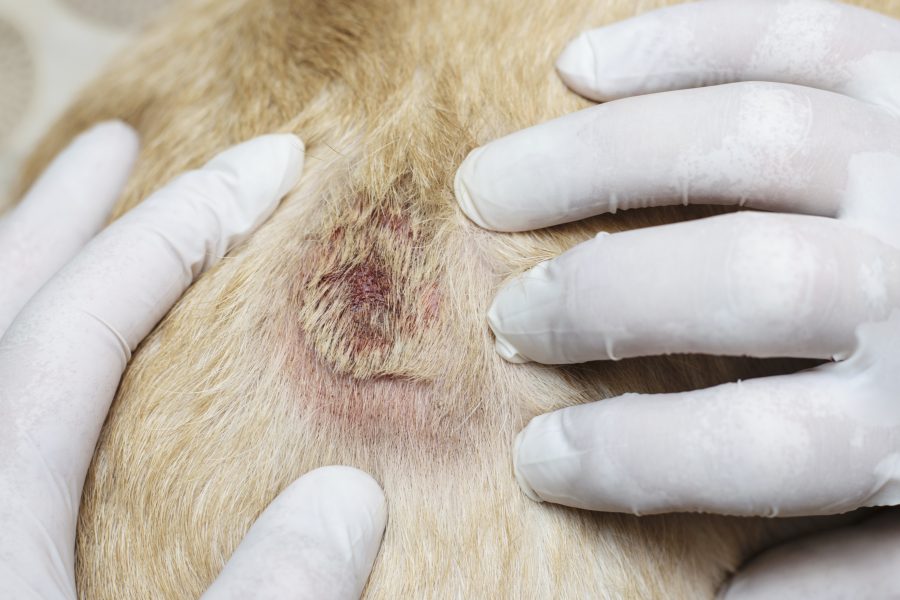 Skin Allergies in Dogs