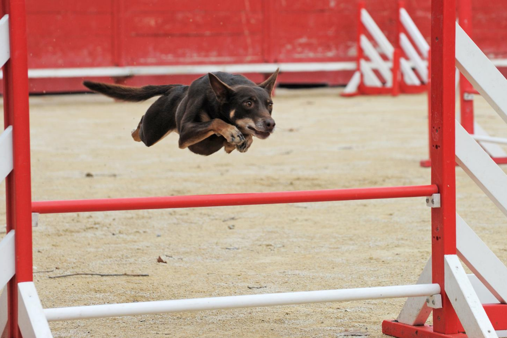 Australian Cattle Dog Pictures