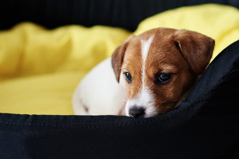 How to Understand and Tackle Dog Fears