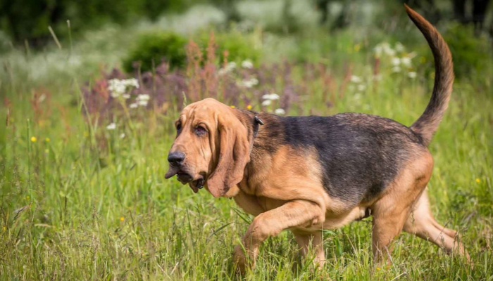 Bloodhound police dog
