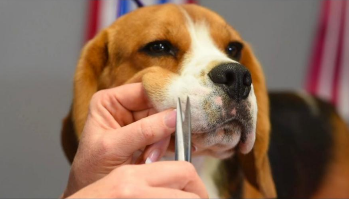 Can You Cut Dog Whisker?