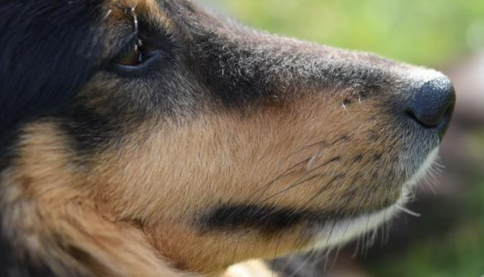 Do Dog Whiskers Grow Back?